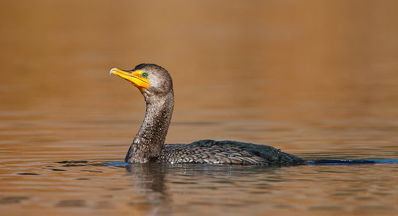 Double-crested Cormorant