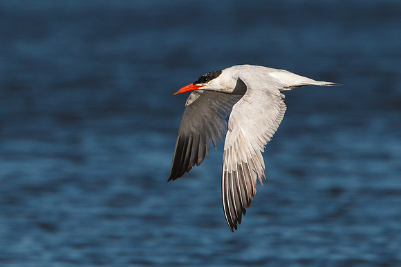 Caspian Tern