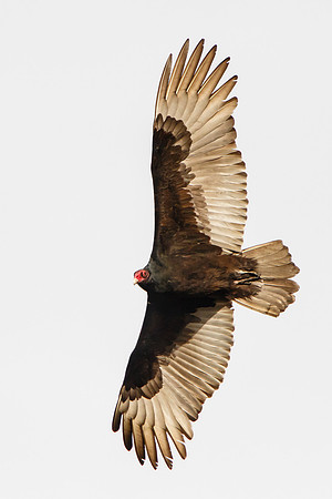 Turkey Vulture in flight, ventral view