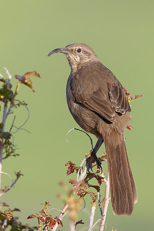Californial Thrasher