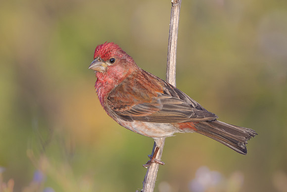 Purple Finch