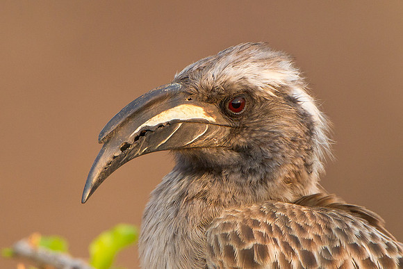 African Grey Hornbill