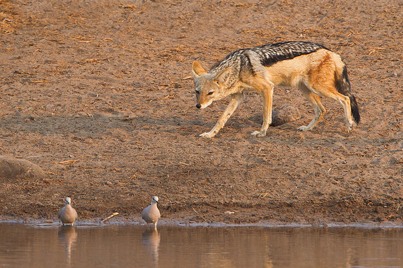 Black-backed Jackal stalking Cape Turtle-Dove
