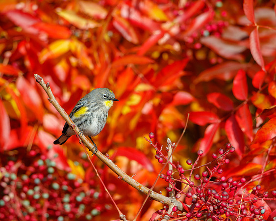 Yellow-rumped Warbler