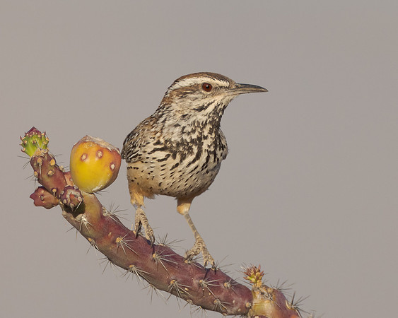Cactus Wren