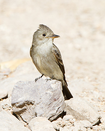 Western Wood-Pewee