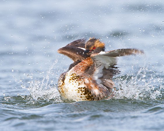 Horned Grebe, splashing