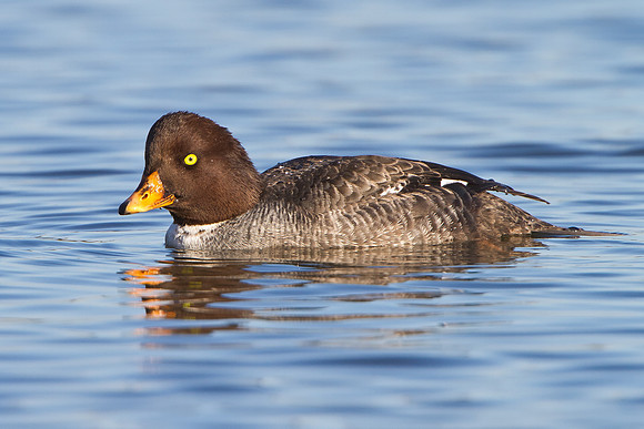 Barrow's Goldeneye, female