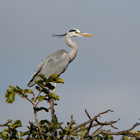 Grey Heron