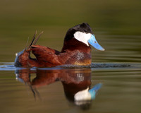 Ruddy Duck, courtship display