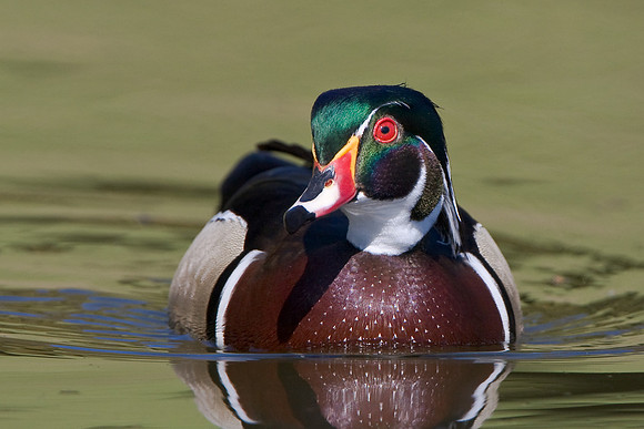 Wood Duck, male