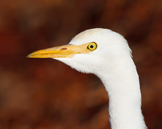 Cattle Egret