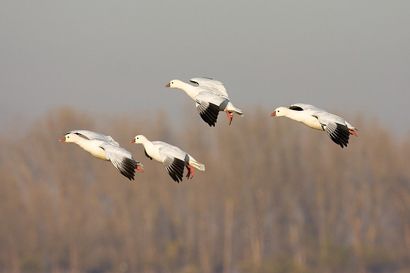 Ross's Goose