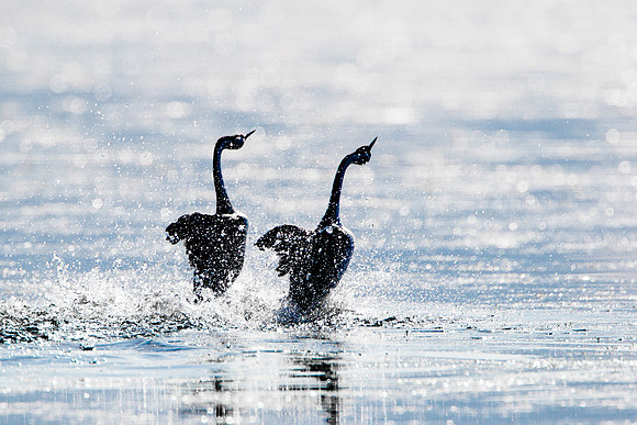 Clark's Grebes performing courtship dance