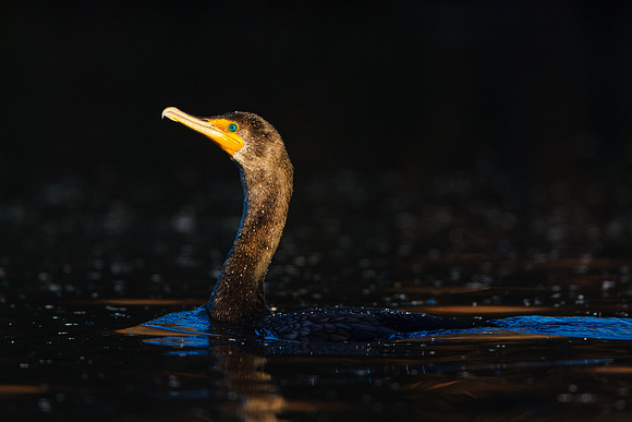 Double-crested Cormorant