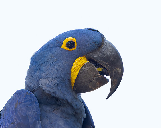 Steve photographed this Hyacinth Macaw near the lodge.
