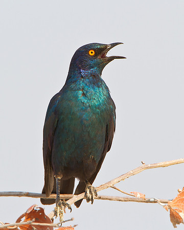 Cape Glossy Starling