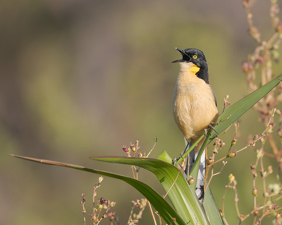 Black-capped Donacobius