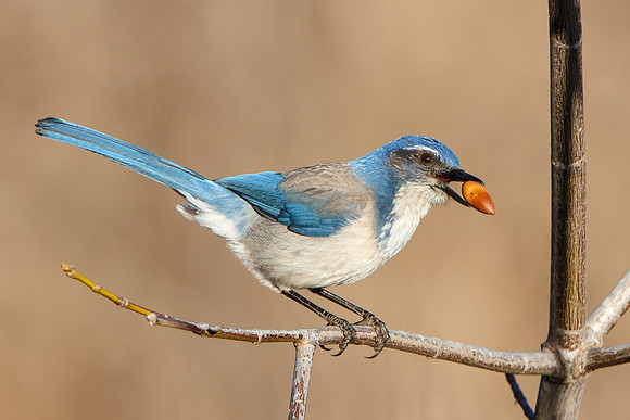 California Scrub-Jay (formerly Western Scrub-Jay)