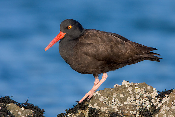 Black Oystercatcher