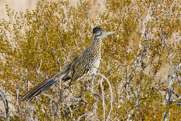 Greater Roadrunner