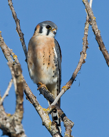 American Kestrel