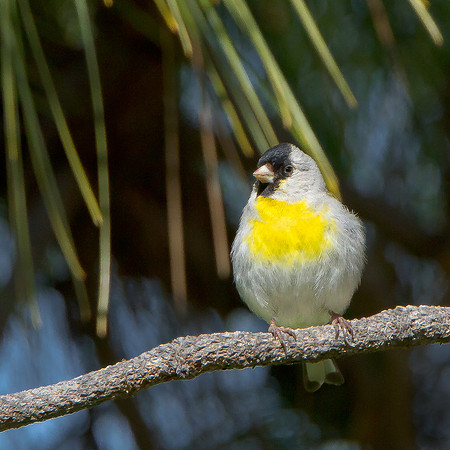 Lawrence's Goldfinch