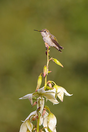 Anna's Hummingbird