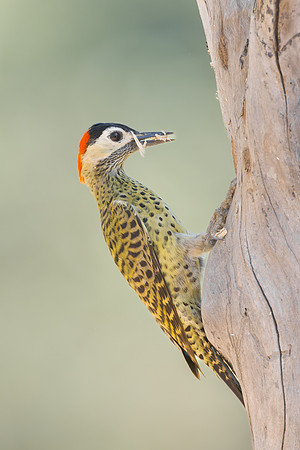 Green-barred Woodpecker