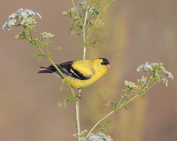 American Goldfinch