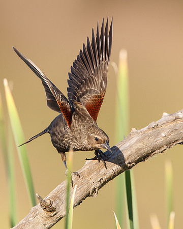 Red-winged Blackbird, female displaying