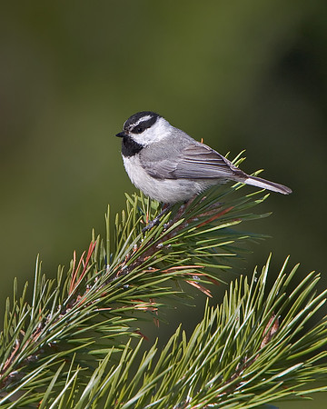 Mountain Chickadee