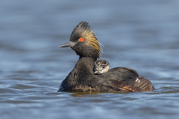 Eared Grebe, with chick