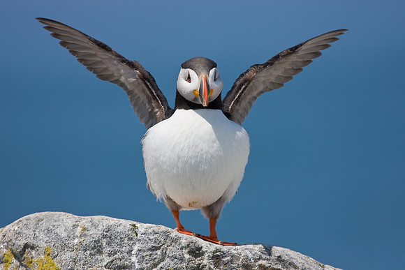 Atlantic Puffin, wings upraised