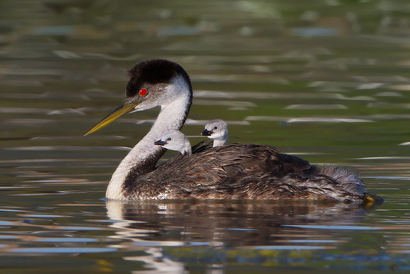 Western Grebe, with chicks