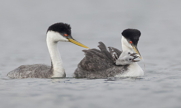 Western Grebes