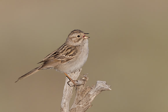 Brewer's Sparrow