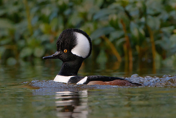 Hooded Merganser