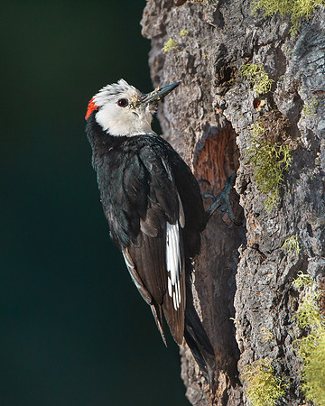 White-headed Woodpecker, male at nest