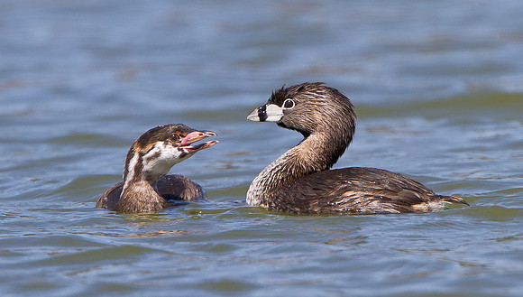 Pied-billed Grebe, chick with parent