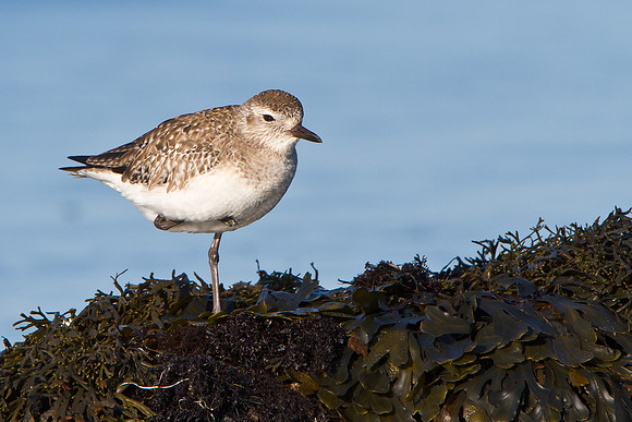 Black-bellied Plover