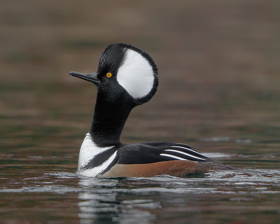 Hooded Merganser, courtship display