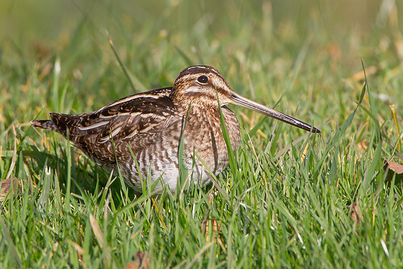 Wilson's Snipe