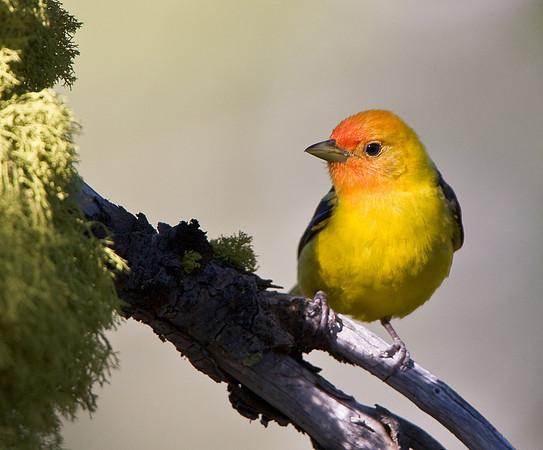 Western Tanager
