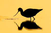 American Avocet, surise silhouette reflection