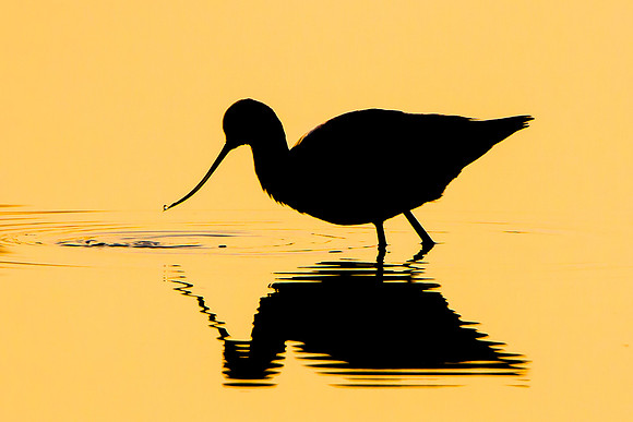 American Avocet, surise silhouette reflection