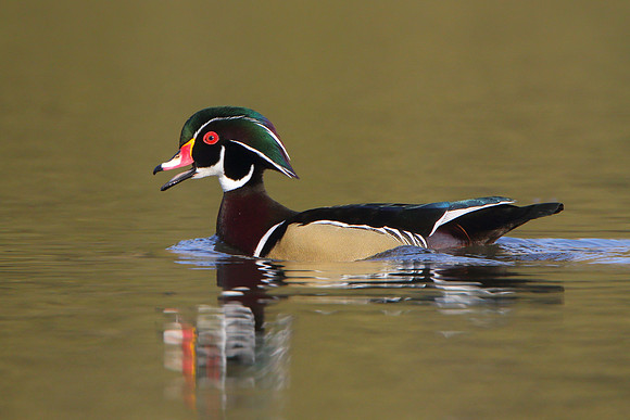 Wood Duck