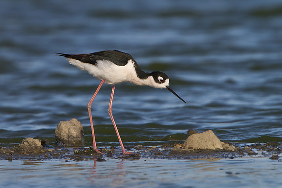 Black-necked Stilt