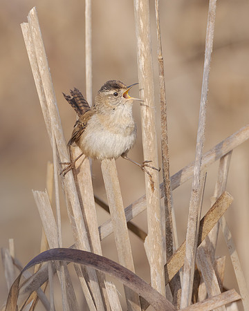 Marsh Wren