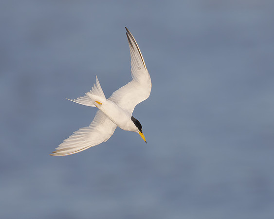Least Tern